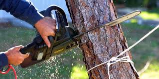 Best Tree Maintenance Programs  in Pomeroy, WA