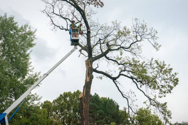 Best Tree Disease Treatment  in Pomeroy, WA